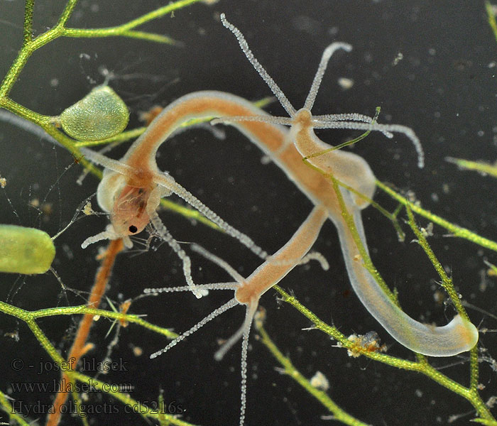 Hydra oligactis Brauner Gestielter Süßwasserpolyp