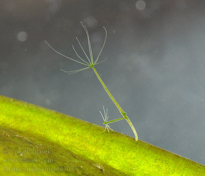 Hydra viridissima Chlorohydra viridis Nezmar zelený