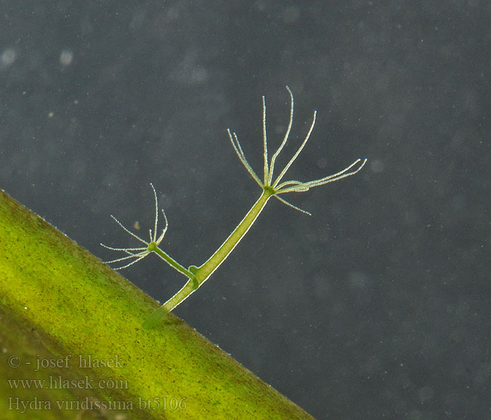 Hydra viridissima Chlorohydra viridis Grüne Hydra Stułbia zielona