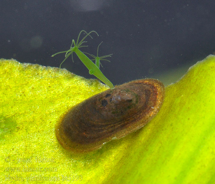 Hydra viridissima Hidra verde Zeleni trdoživ