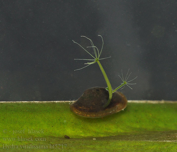 Hydra viridissima Chlorohydra viridis Гидра зелёная Idra verde