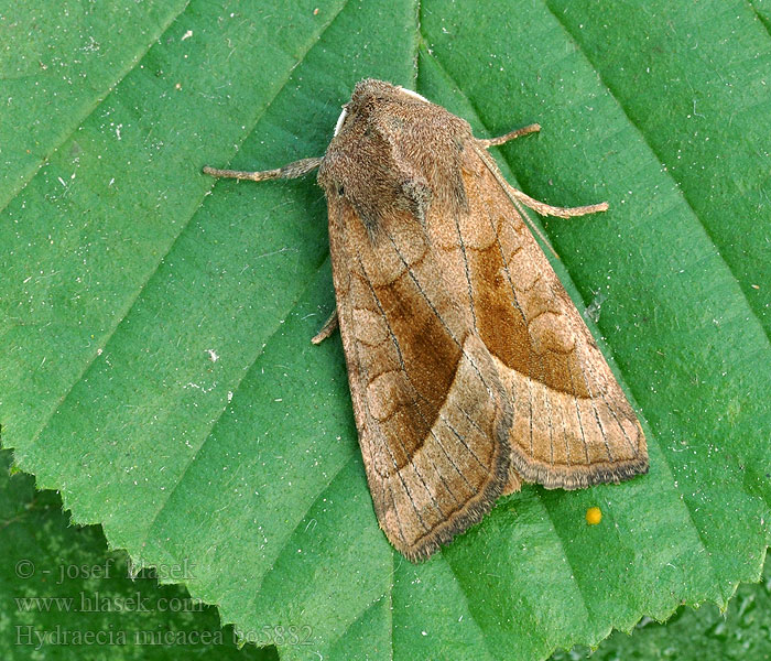 Noctuelle Pomme Terre Bulvinis pelėdgalvis Brunt stengelfly