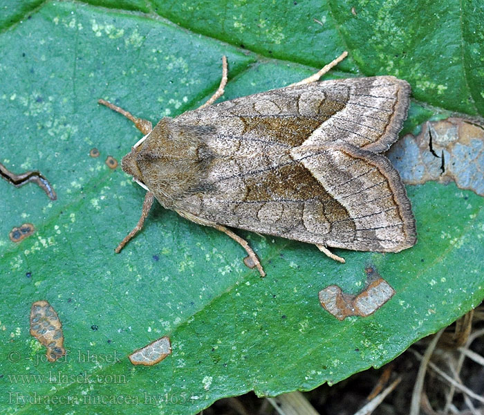 Sivkavec lúčny Potatisstamfly Rózsás fűbagoly Hydraecia micacea