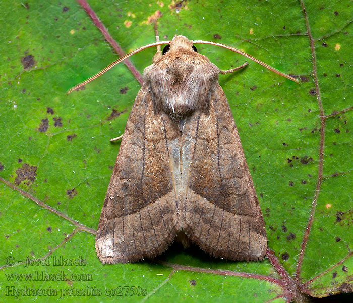 Hydraecia petasitis Šedavka devětsilová Pestwurzflur-Markeule Butterbur