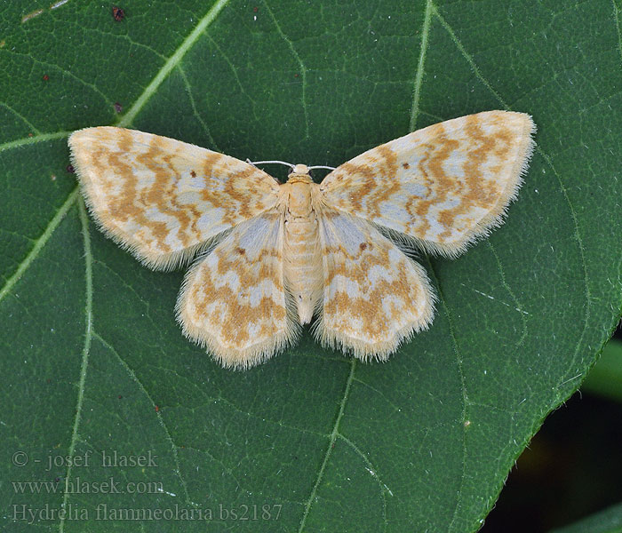 Hydrelia flammeolaria Small Yellow Wave Píďalka ohnivá