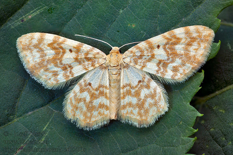 Small Yellow Wave Hydrelia flammeolaria