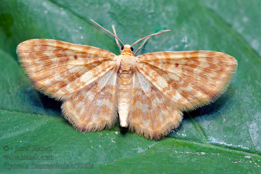 Píďalka ohnivá Hydrelia flammeolaria