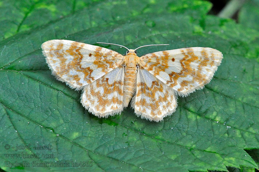 Píďalka ohnivá Hydrelia flammeolaria