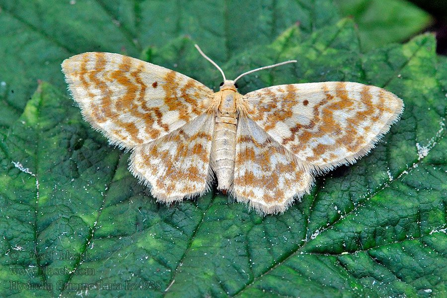 Hydrelia żółtokreska Hydrelia flammeolaria