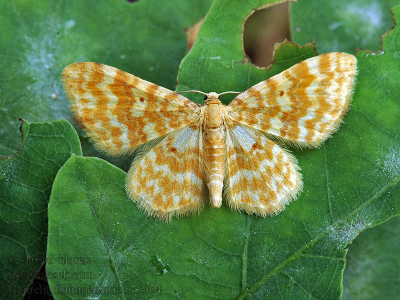 Piadivka ohnivá Hydrelia flammeolaria