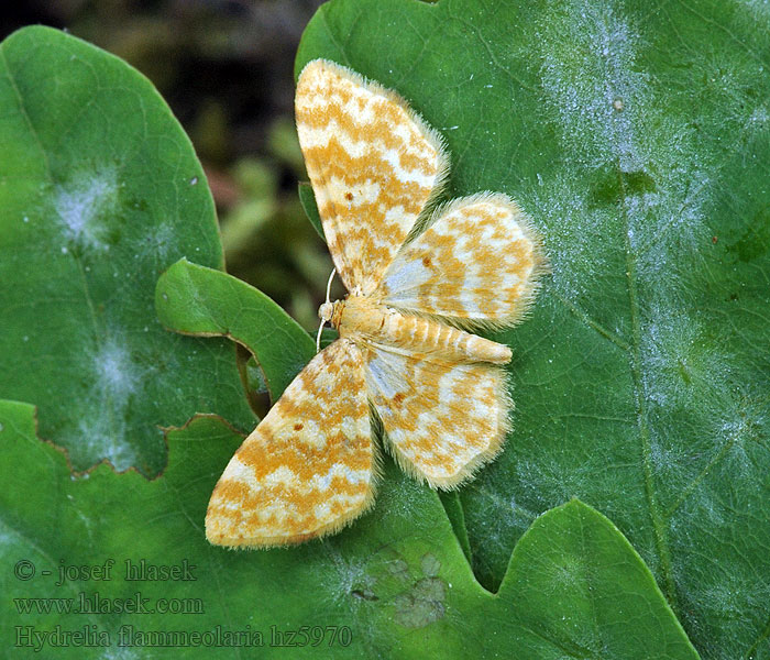 Gelbgewellter Erlen-Blattspanner Hydrelia flammeolaria