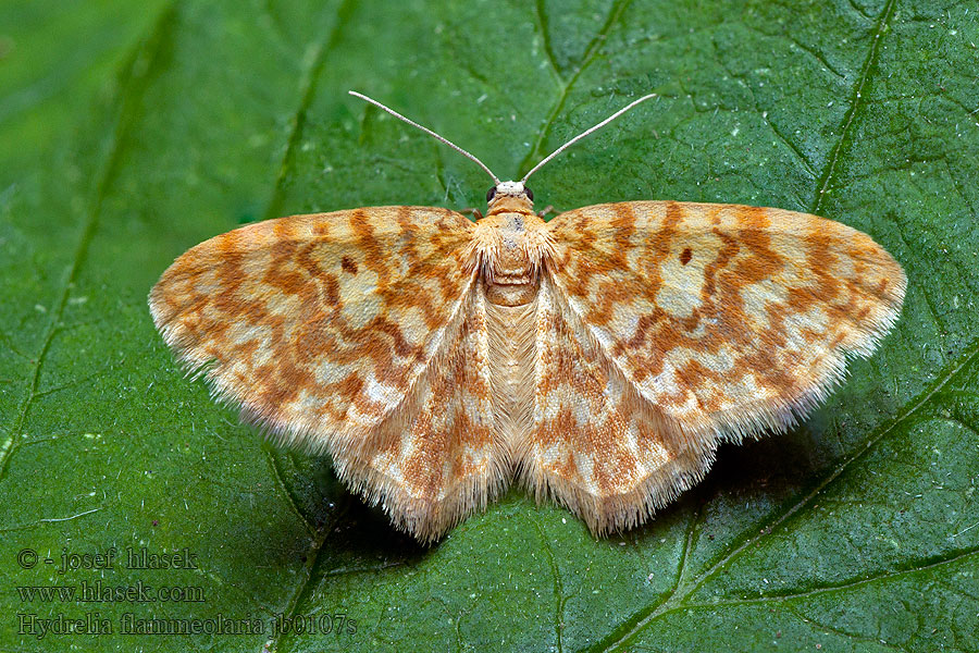 Hydrelia flammeolaria