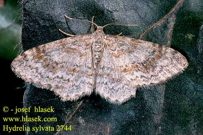 Hydrelia sylvata Waved Carpet Grauer Erlenspanner Píďalka olšinová