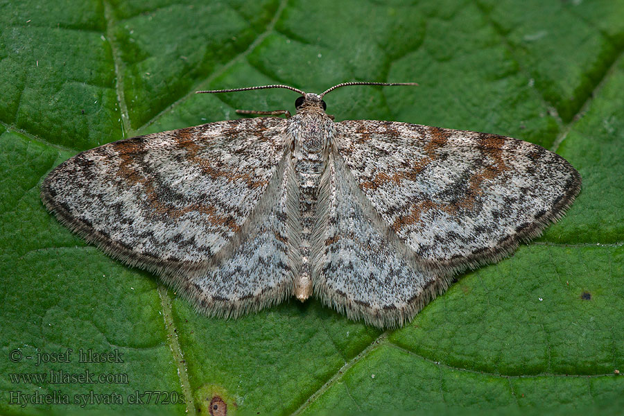 Hydrelia sylvata Píďalka olšinová Hydrelia leśna