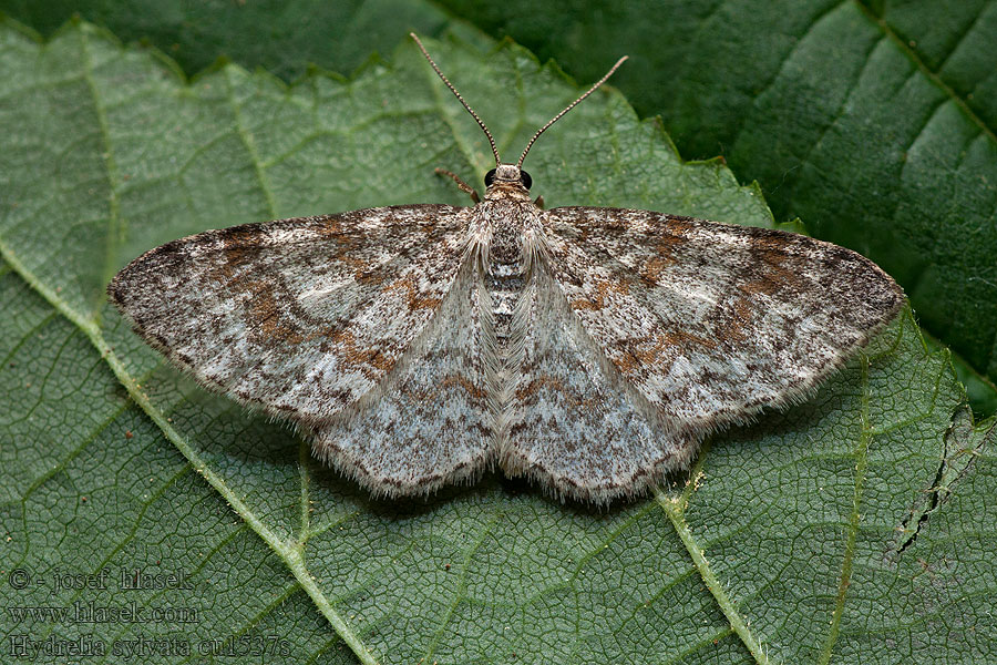 Hydrelia sylvata Savuleppämittari Elzenspannertje キスジハイイロナミシャク