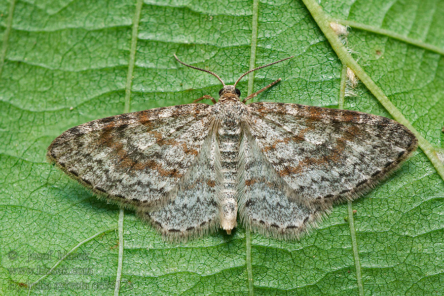 Waved Carpet Grauer Erlenspanner Hydrelia sylvata