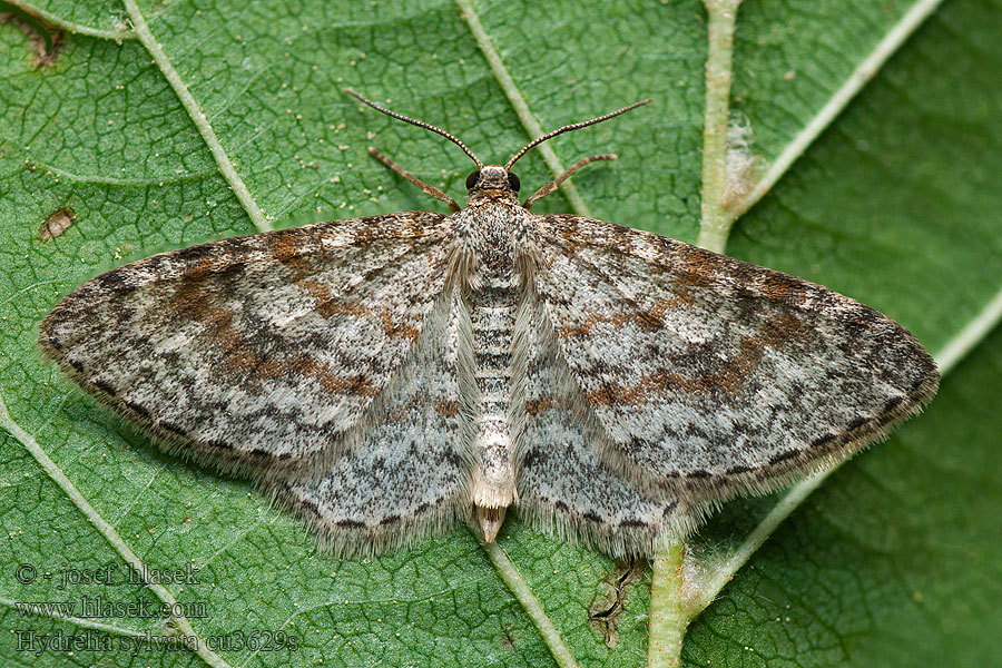 Píďalka olšinová Hydrelia sylvata