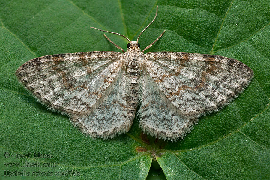 Hydrelia leśna Piadivka hájová Hydrelia sylvata