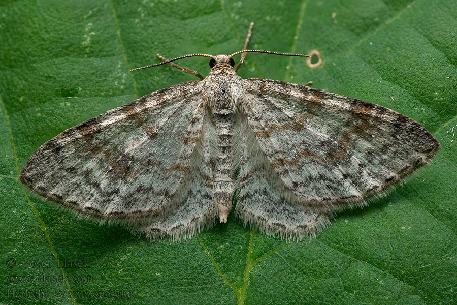 Elzenspannertje キスジハイイロナミシャク Hydrelia sylvata