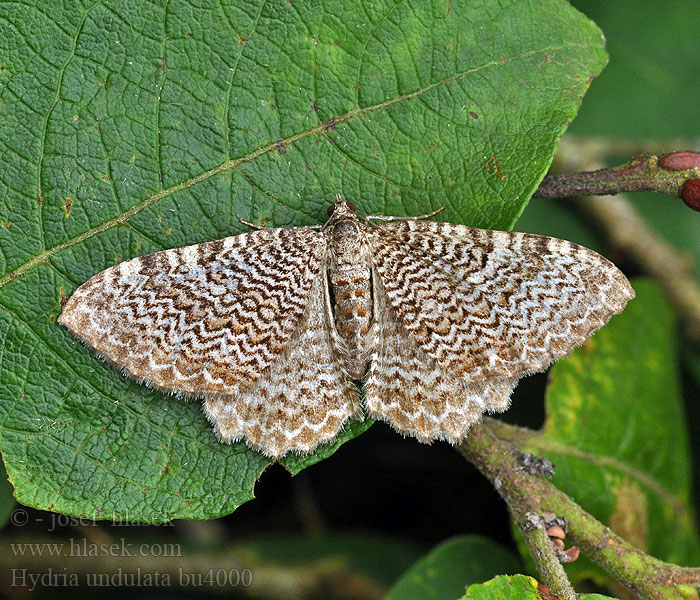 Hydria undulata Scallop Shell