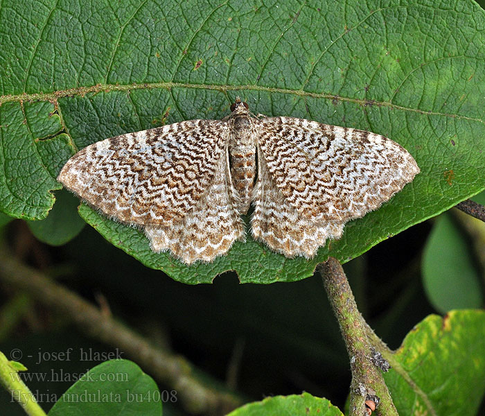 Hydria undulata Wellenspanner