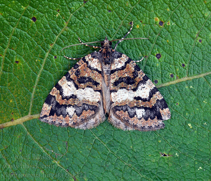 Hydriomena furcata Píďalka jívová Vatret bladmåler