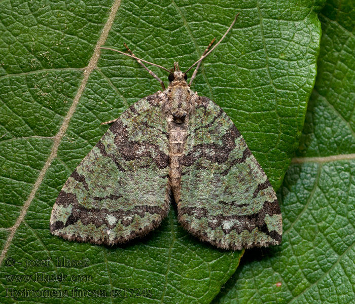 July Highflyer Hydriomena furcata