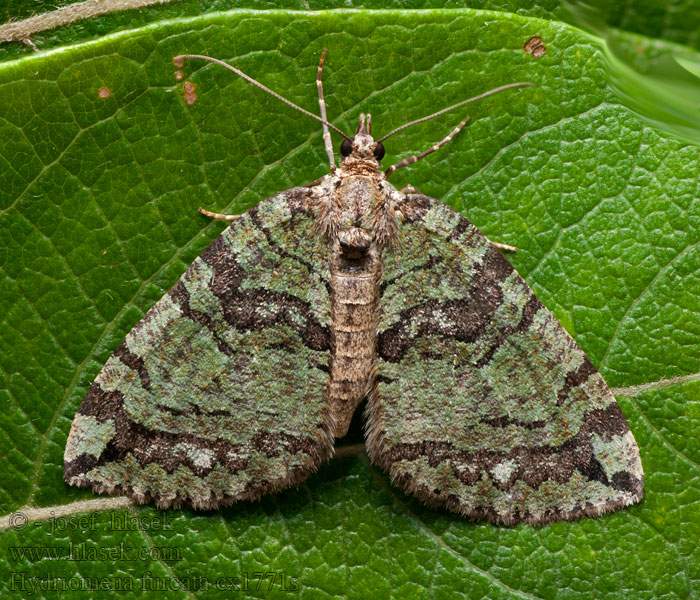 Veränderlicher Heidelbeer-Blattspanner Hydriomena furcata