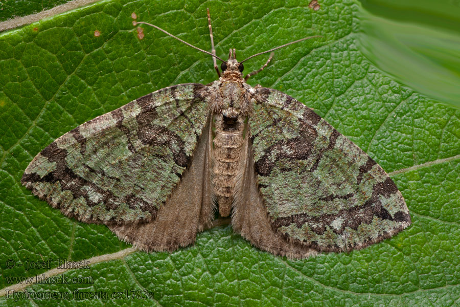 Píďalka jívová Hydriomena furcata