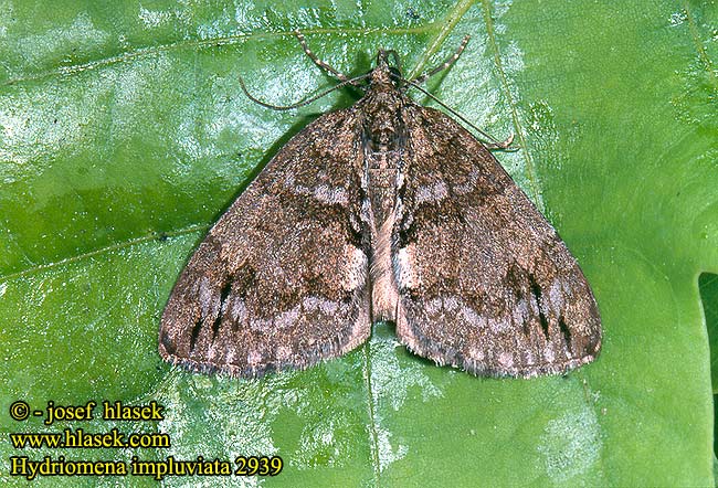 Hydriomena impluviata Píďalka olšová Erlenhain-Blattspanner