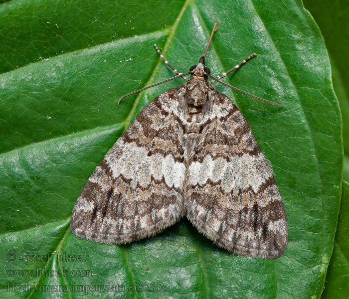 Píďalka olšová Hydriomena impluviata