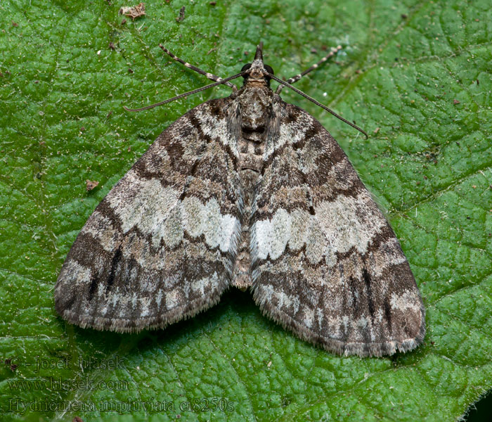 Erlenhain-Blattspanner Hydriomena impluviata