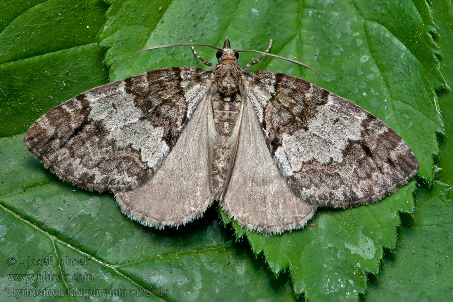 May Highflyer Hydriomena impluviata