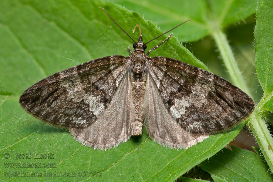 Piadivka jelšinová Hydriomena impluviata