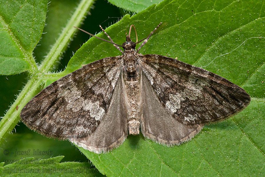 Larentie arrosée Hydriomena impluviata