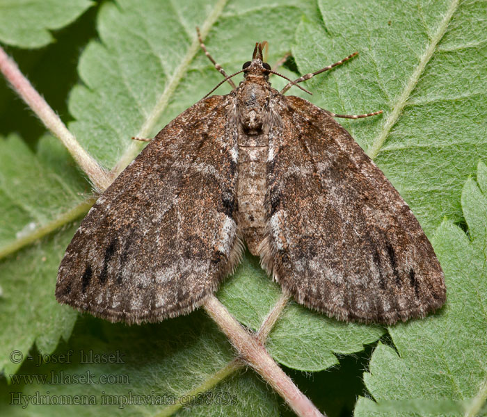 Paśnik olszyniak Groenbandspanner Hydriomena impluviata