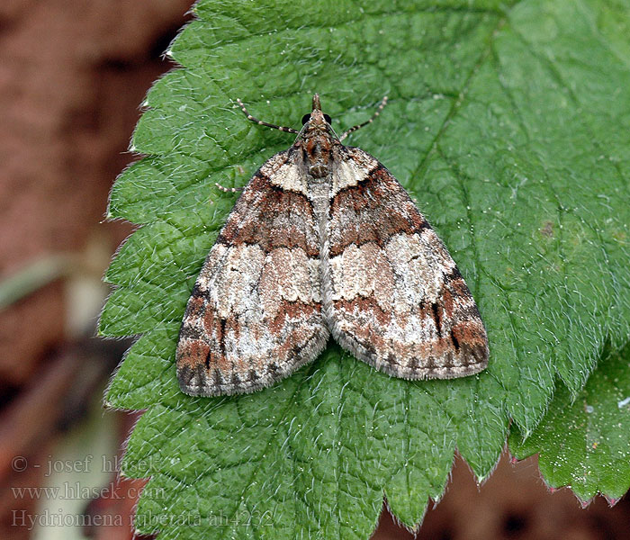 Hydriomena ruberata Acidalia Píďalka rudokřídlá Weiden-Palpenspinner