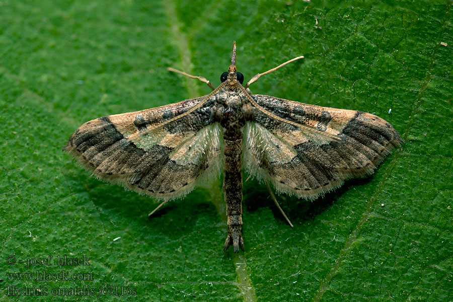 Hydriris ornatalis Asopia