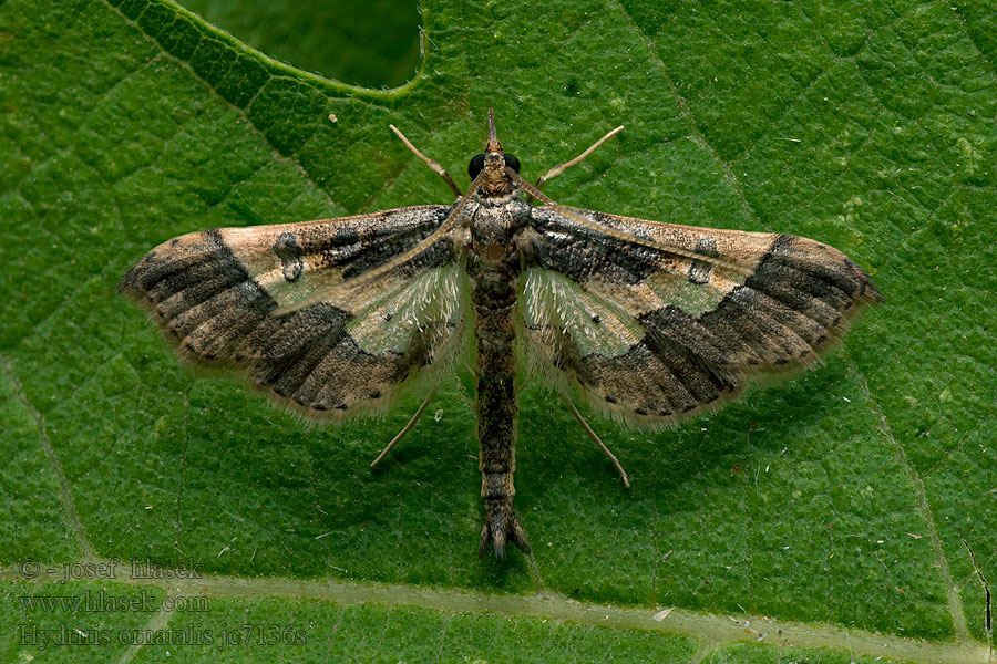 Hydriris ornatalis Asopia