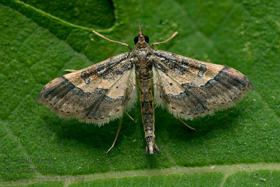 Hydriris ornatalis Asopia