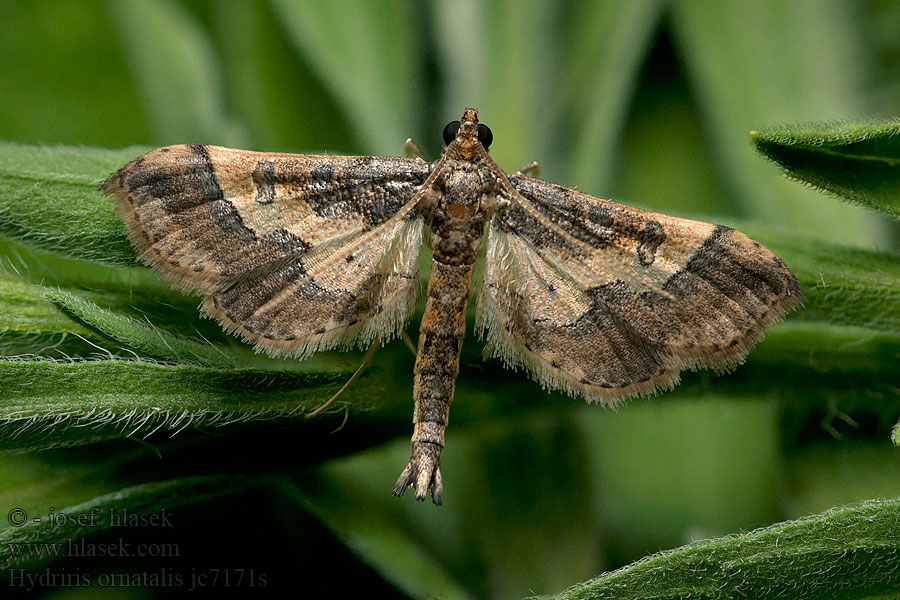 Asopia ornatalis Hydriris