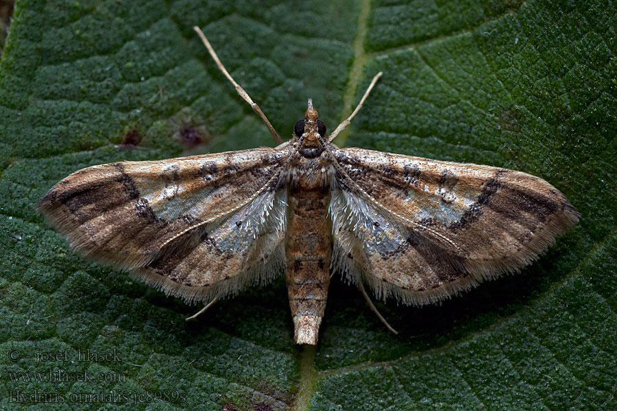 Hydriris ornatalis