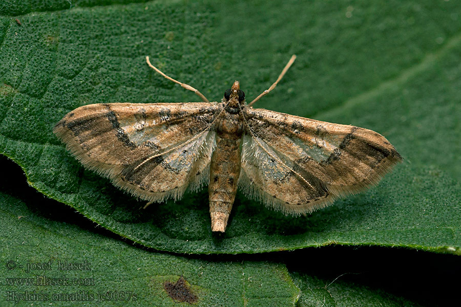 Hydriris ornatalis