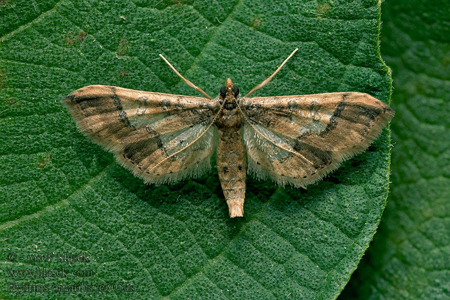 Hydriris ornatalis Asopia