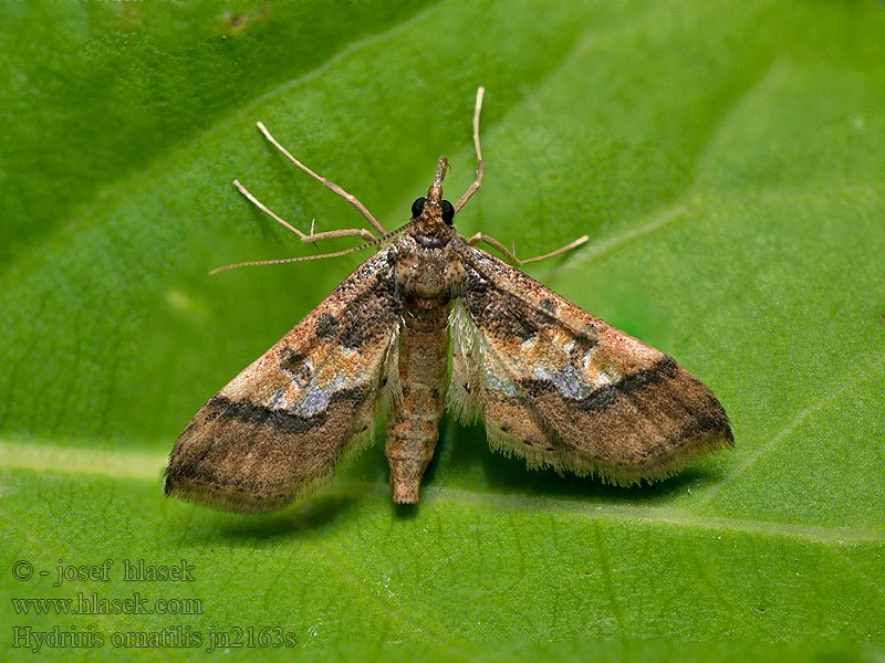 Hydriris ornatalis Asopia