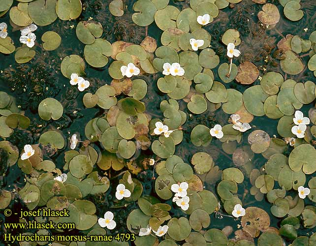 Hydrocharis morsus-ranae Frogbit Frobid Kilpukka sammakon Békatutaj