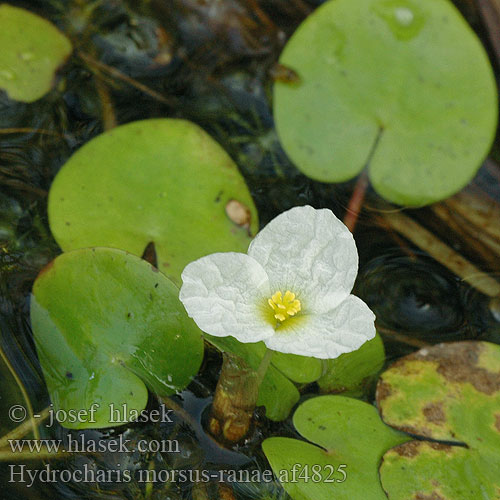 Hydrocharis morsus-ranae Voďanka žabí Dyblad Водокрас лягушачий