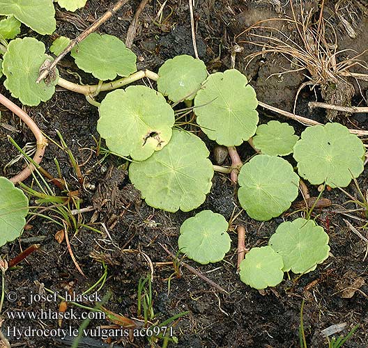 Hydrocotyle vulgaris Gázló Wassernabel Wąkrota zwyczajna