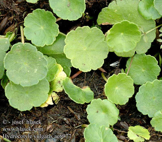 Hydrocotyle vulgaris Pupečník obecný Spikblad Skjoldblad