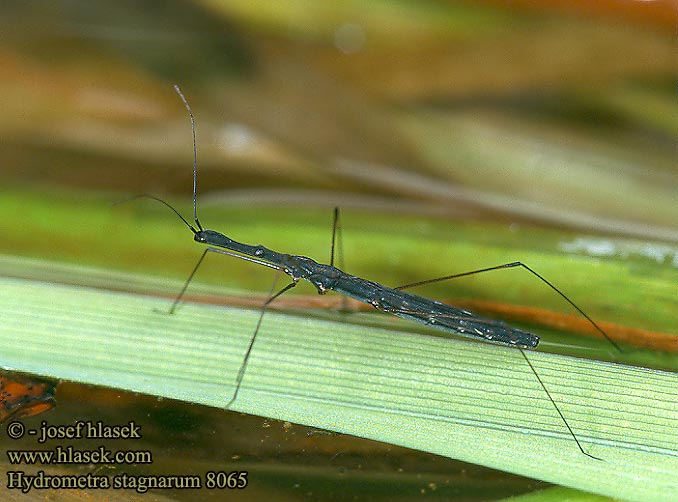 Hydrometra stagnarum